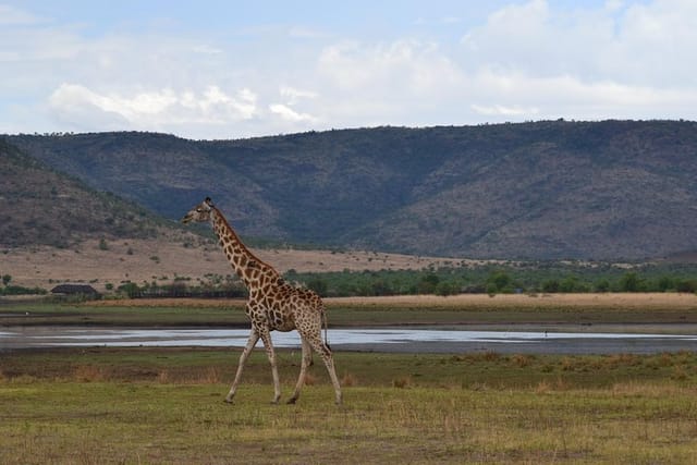 Giraffe, Pilanesberg Park